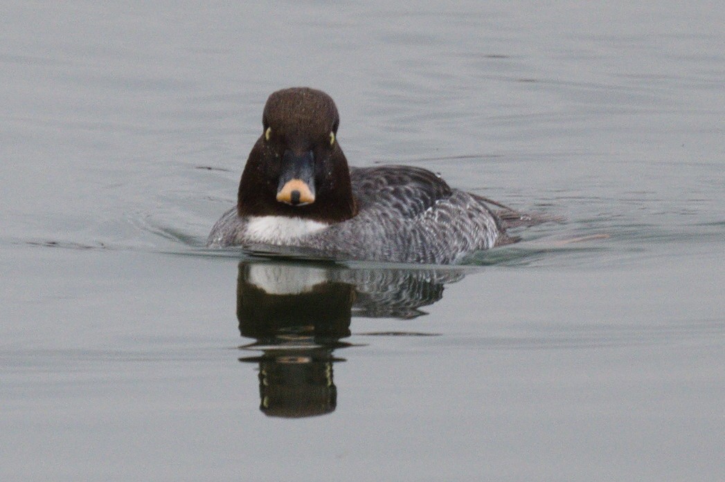 Common Goldeneye - ML612404705