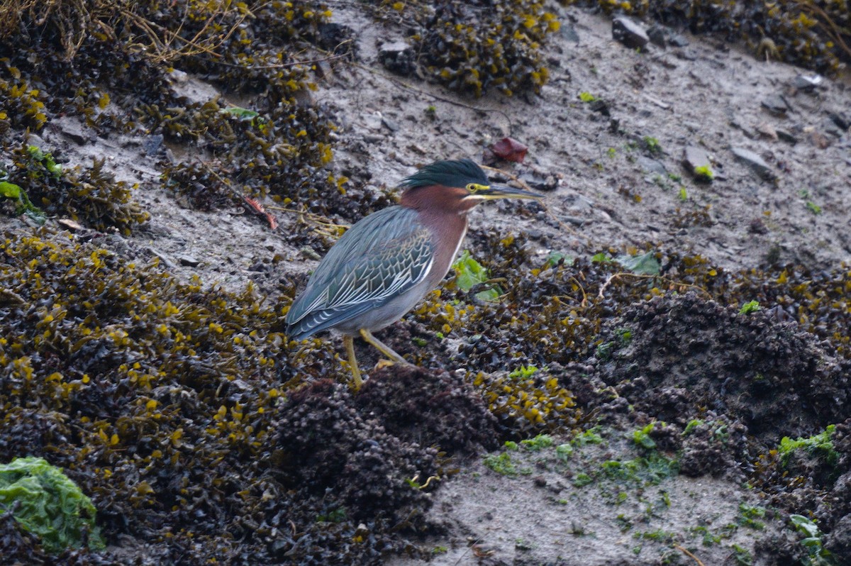 Green Heron - ML612404710