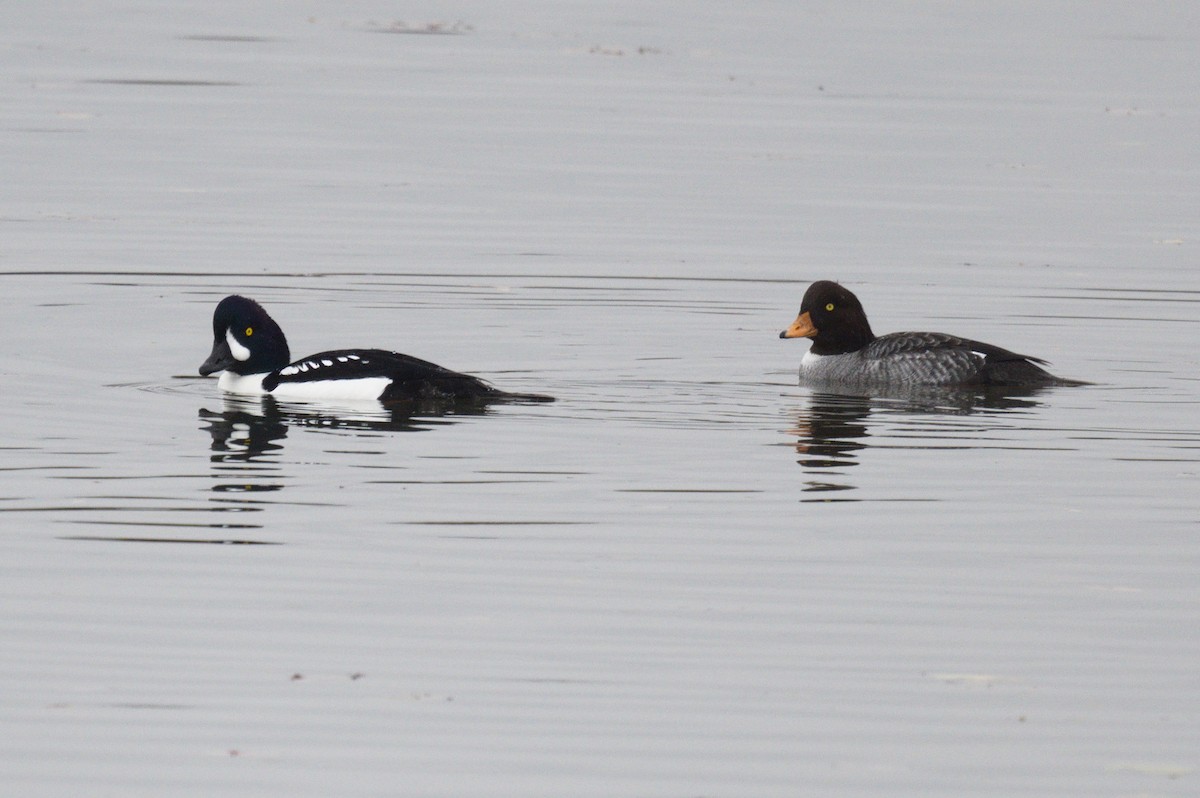 Barrow's Goldeneye - ML612404721