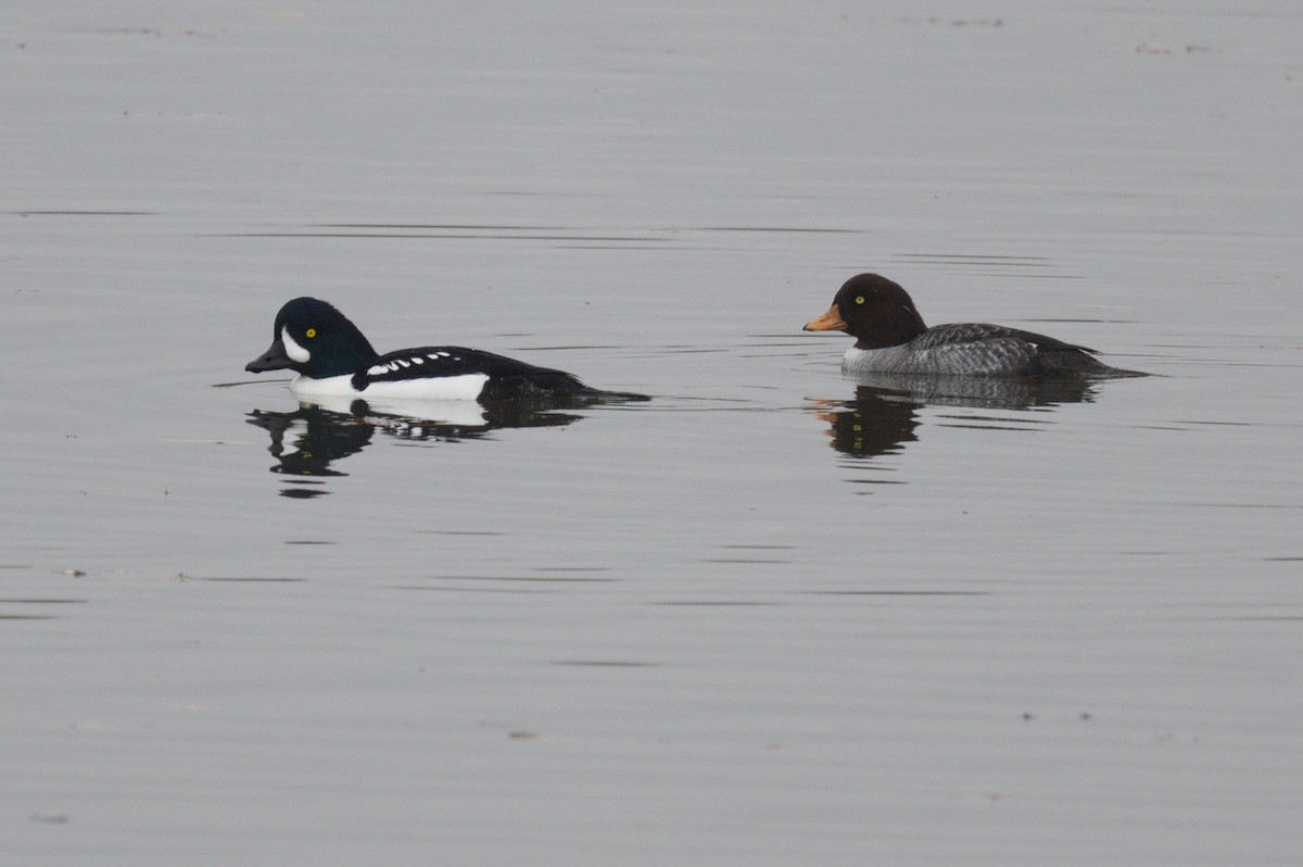 Barrow's Goldeneye - Nico Stuurman