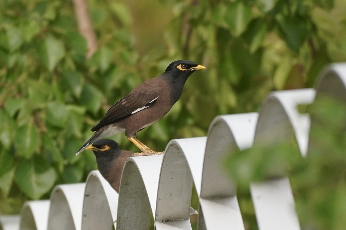 Common Myna - Cassie  Liu