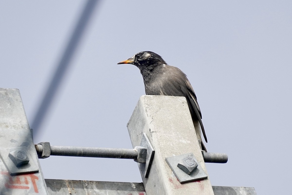 White-cheeked Starling - Cassie  Liu