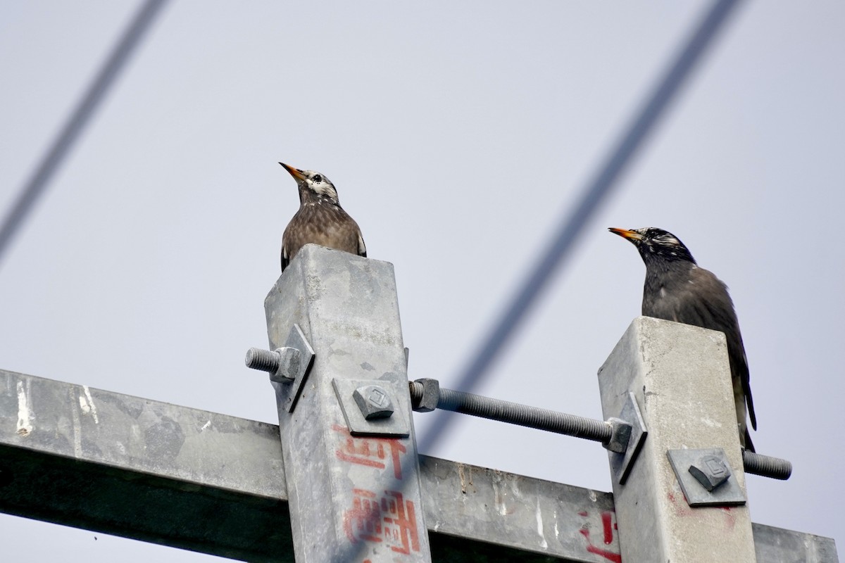 White-cheeked Starling - Cassie  Liu