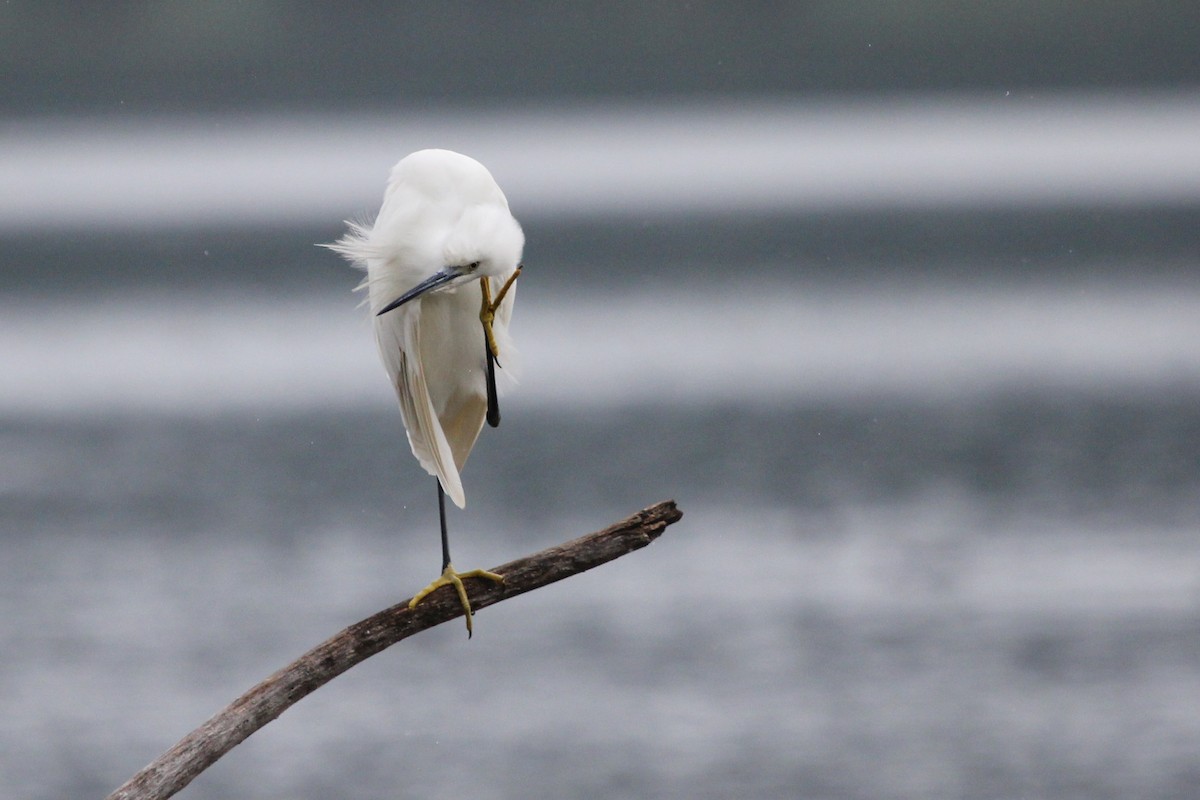 Little Egret (Western) - ML612404763