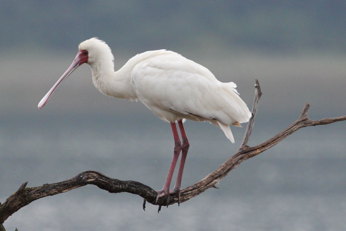 African Spoonbill - ML612404765