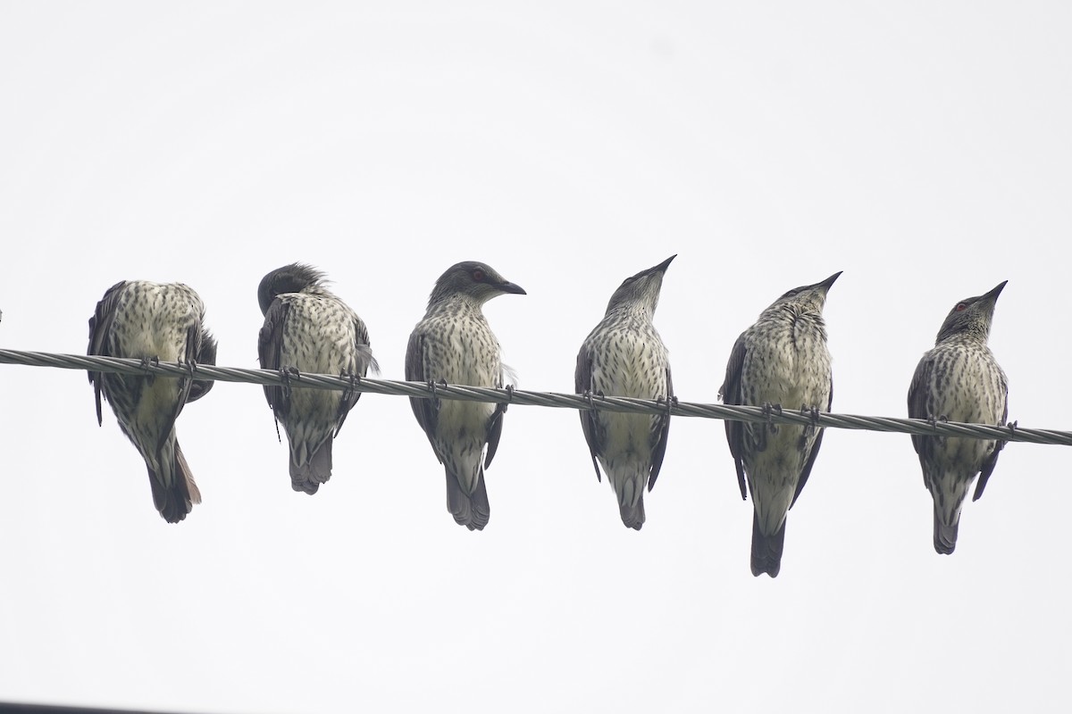 Asian Glossy Starling - Cassie  Liu