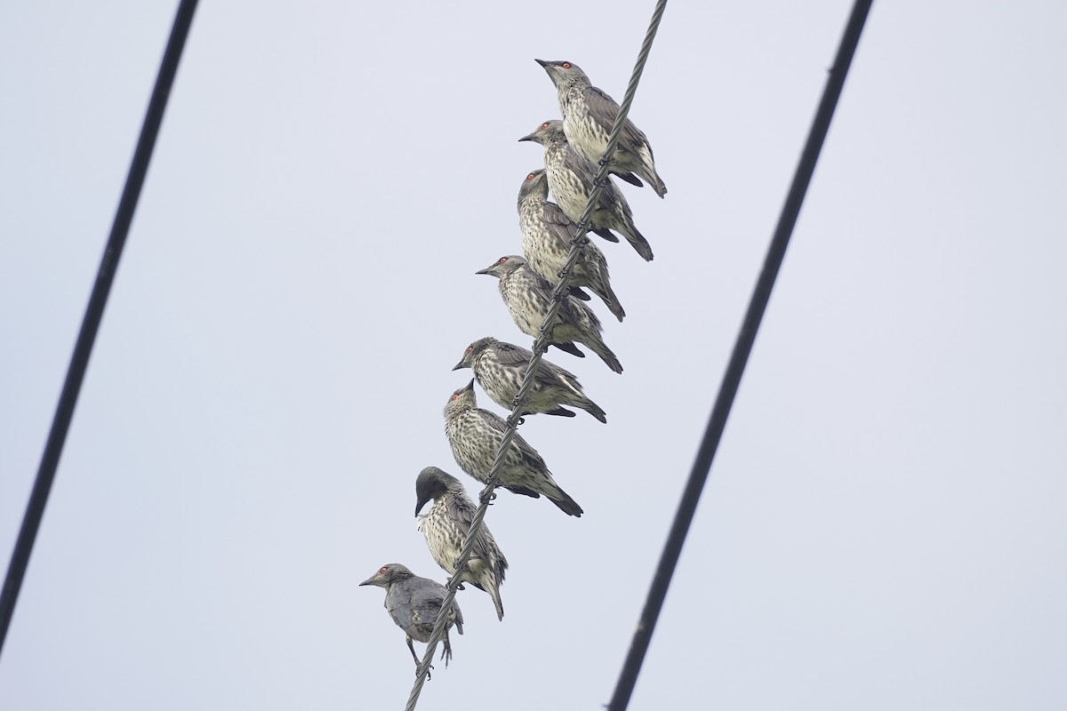 Asian Glossy Starling - ML612404772