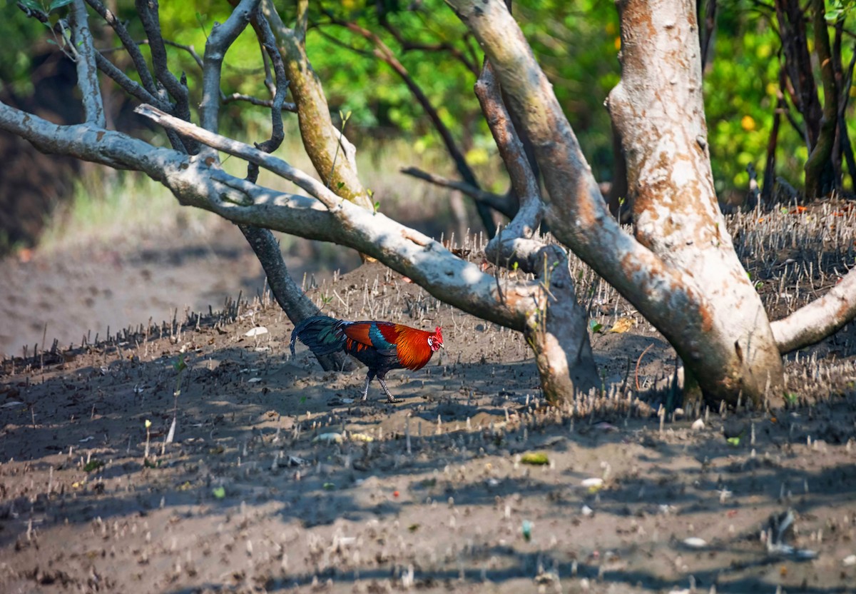 Red Junglefowl - ML612404807