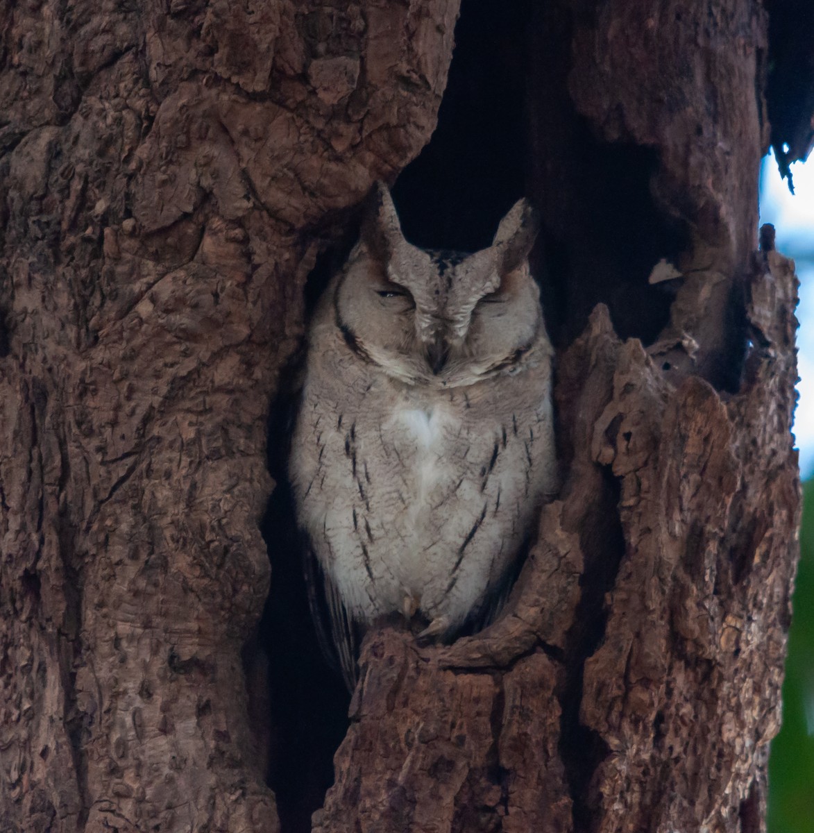 Indian Scops-Owl - ML612404845