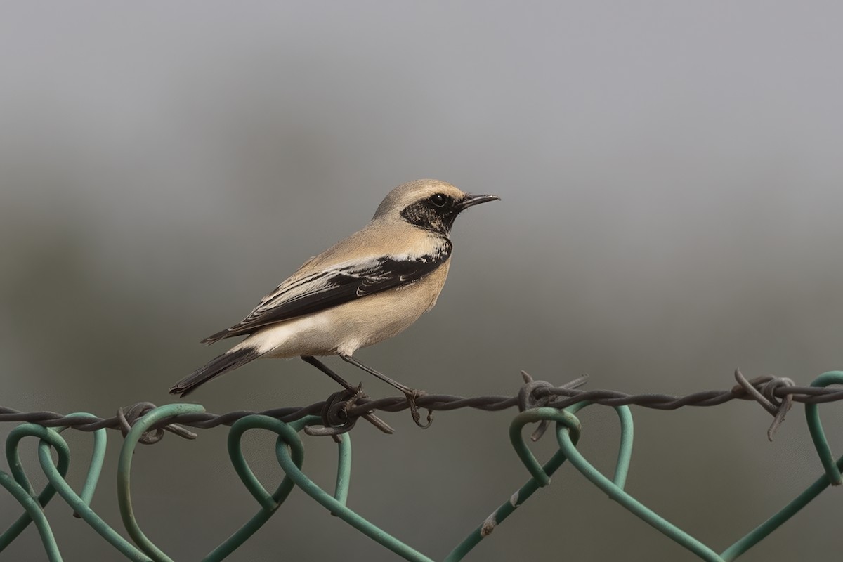 Цөлийн чогчиго - ML612404904