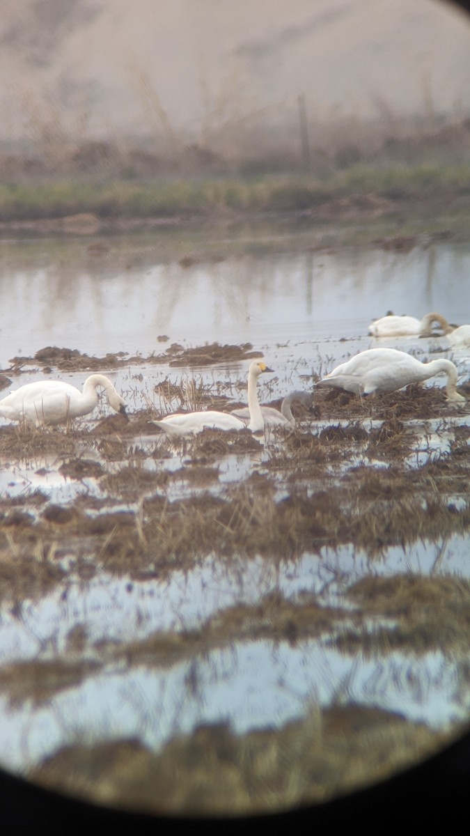 Tundra Swan (Bewick's) - ML612404947