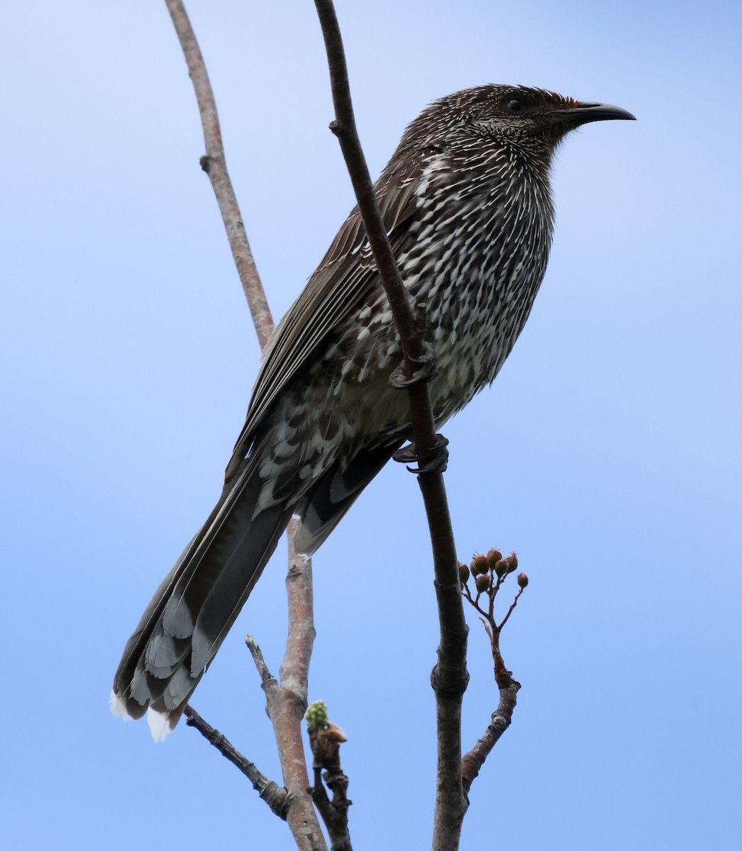 Little Wattlebird - ML612404956