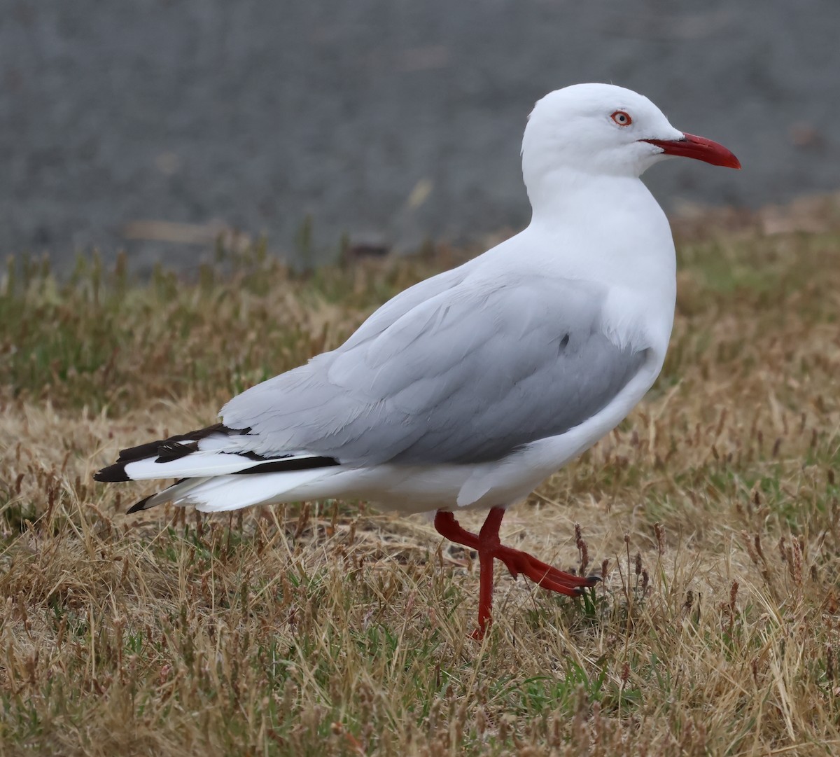 racek australský (ssp. novaehollandiae/forsteri) - ML612404961