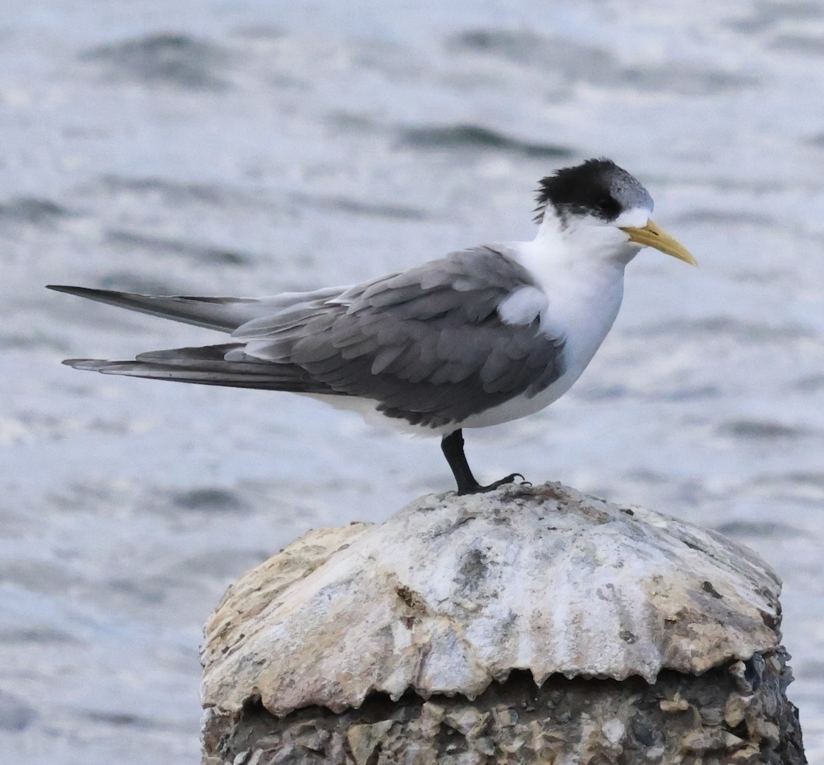 Great Crested Tern - ML612404974