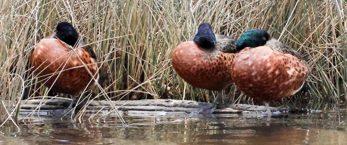 Chestnut Teal - ML612405007