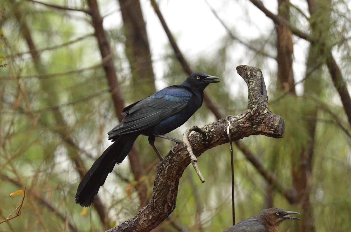 Great-tailed Grackle - ML612405048