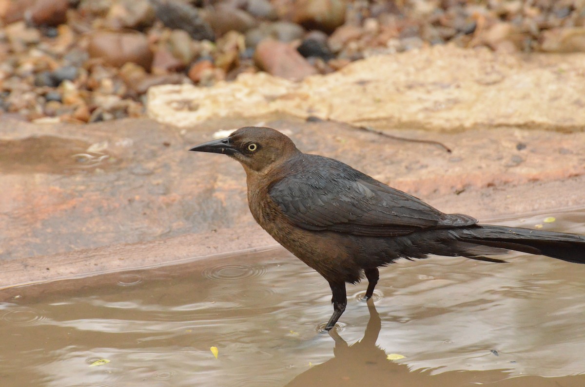 Great-tailed Grackle - ML612405049