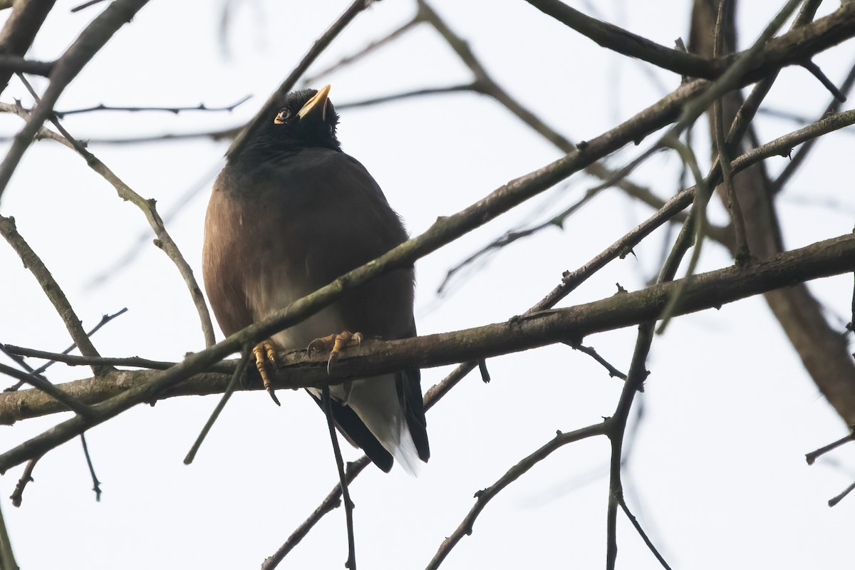 Common Myna - Ravi Jesudas