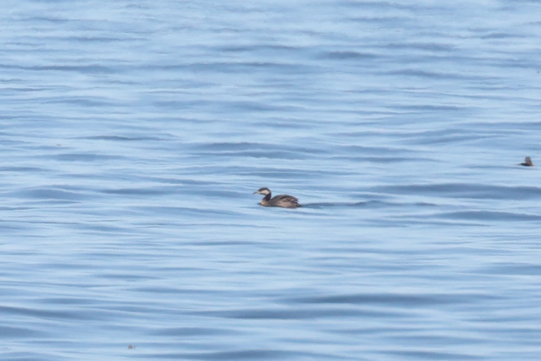 Horned Grebe - ML612405078