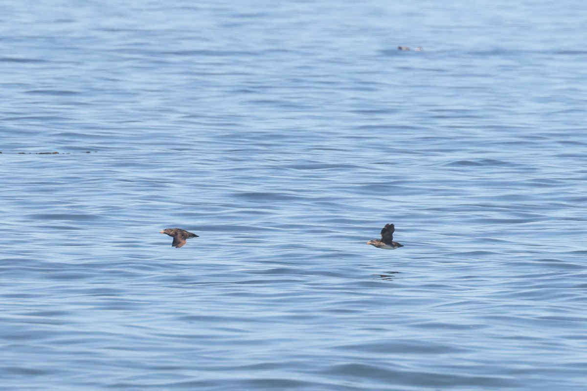 Rhinoceros Auklet - ML612405083