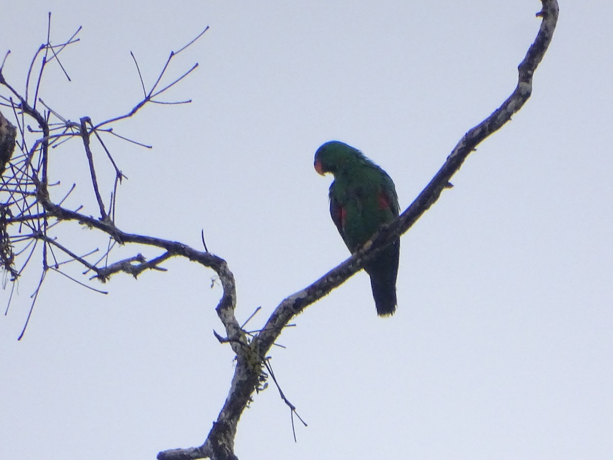 Papuan Eclectus - ML612405109