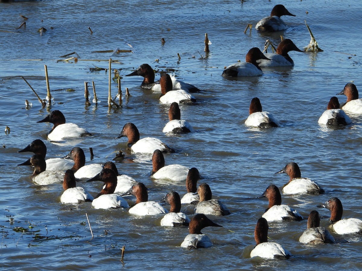 Canvasback - ML612405110
