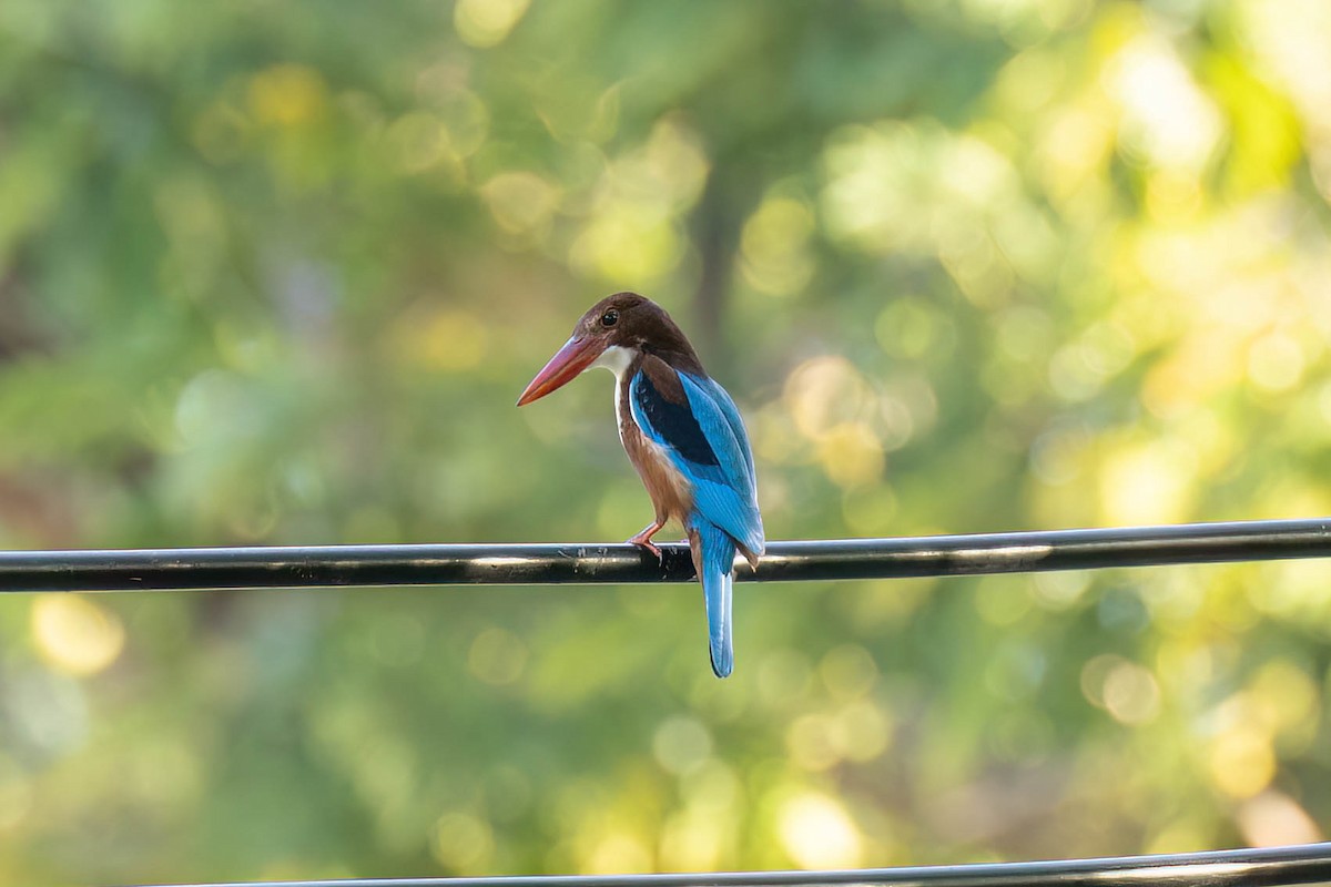 White-throated Kingfisher - ML612405127