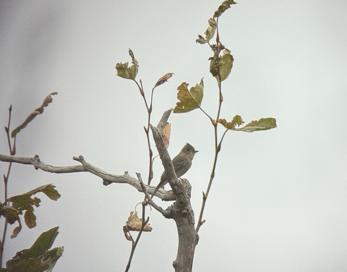 Greater Pewee - ML612405176