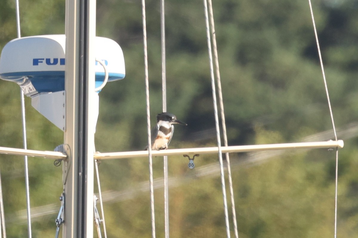 Belted Kingfisher - ML612405201