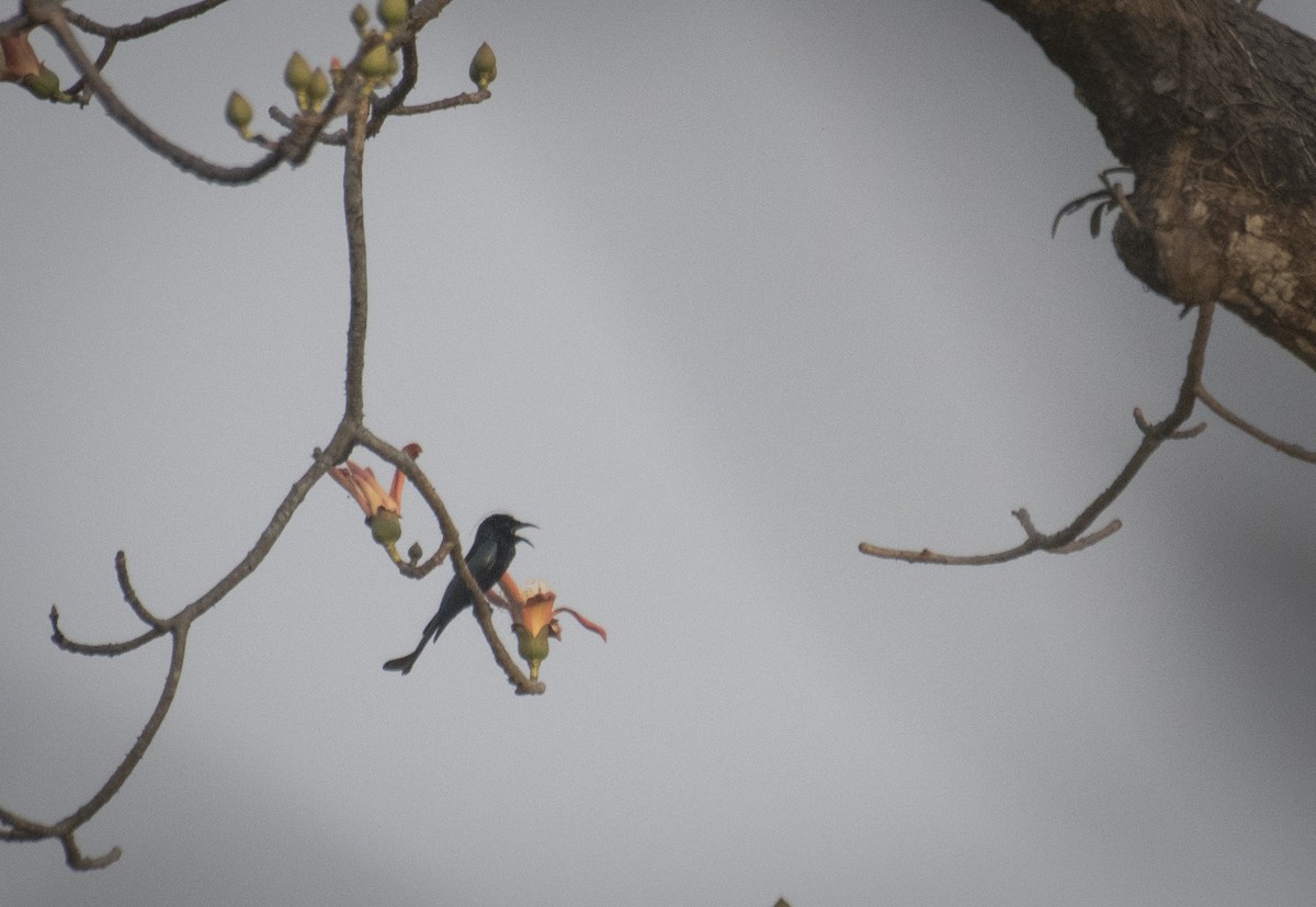Hair-crested Drongo - ML612405280