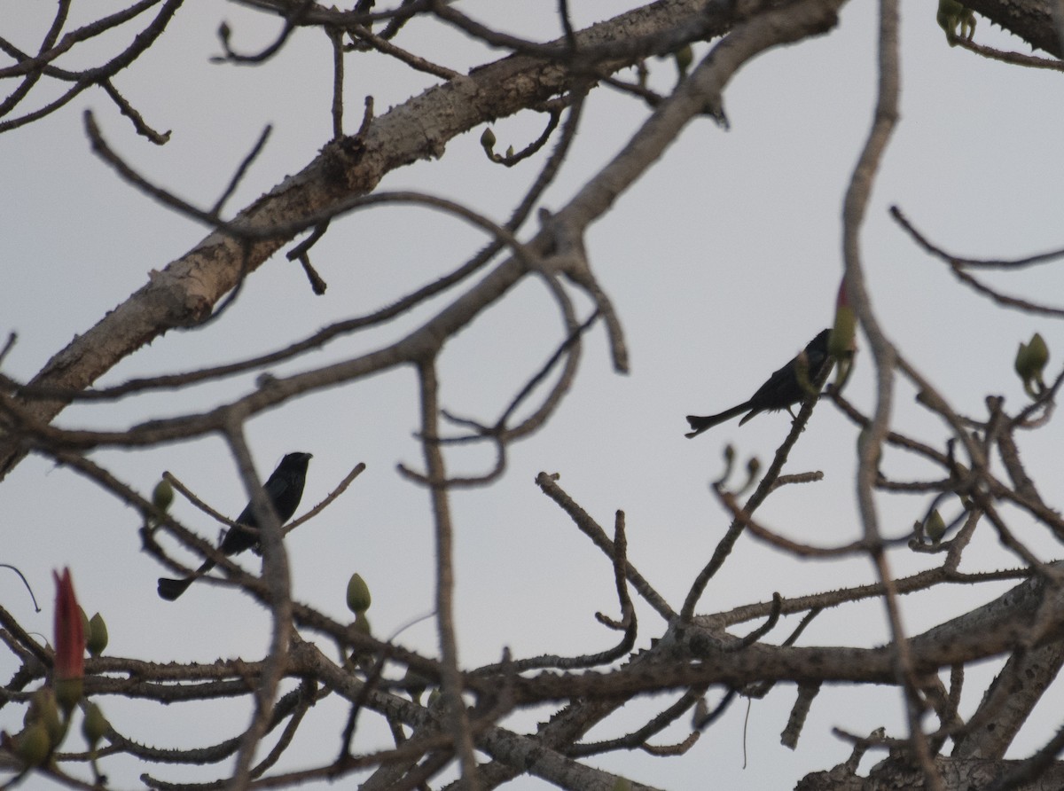 Hair-crested Drongo - sreekumar  k govindankutty