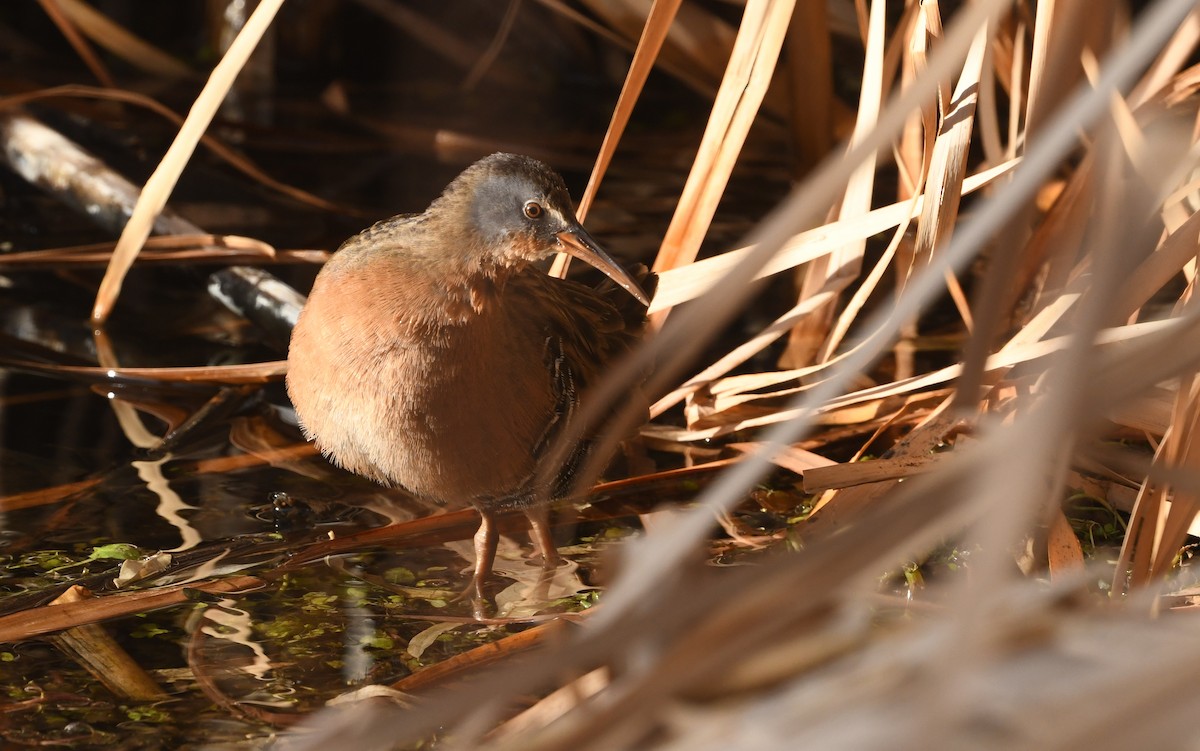 Virginia Rail - ML612405366