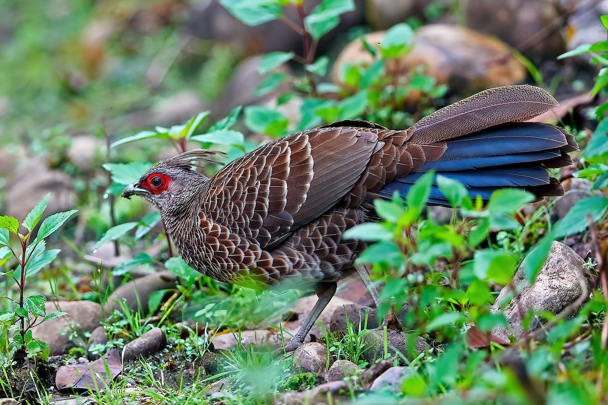 Kalij Pheasant - Knut Arne Monrad