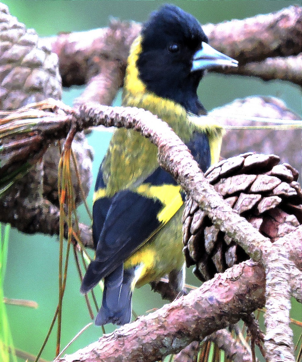 Black-headed Siskin - Marvin frabricio Rivera González