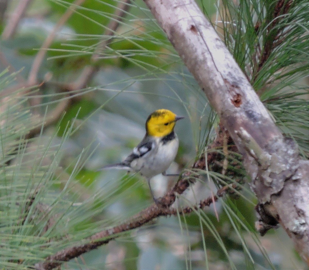 Paruline à tête jaune - ML612405512