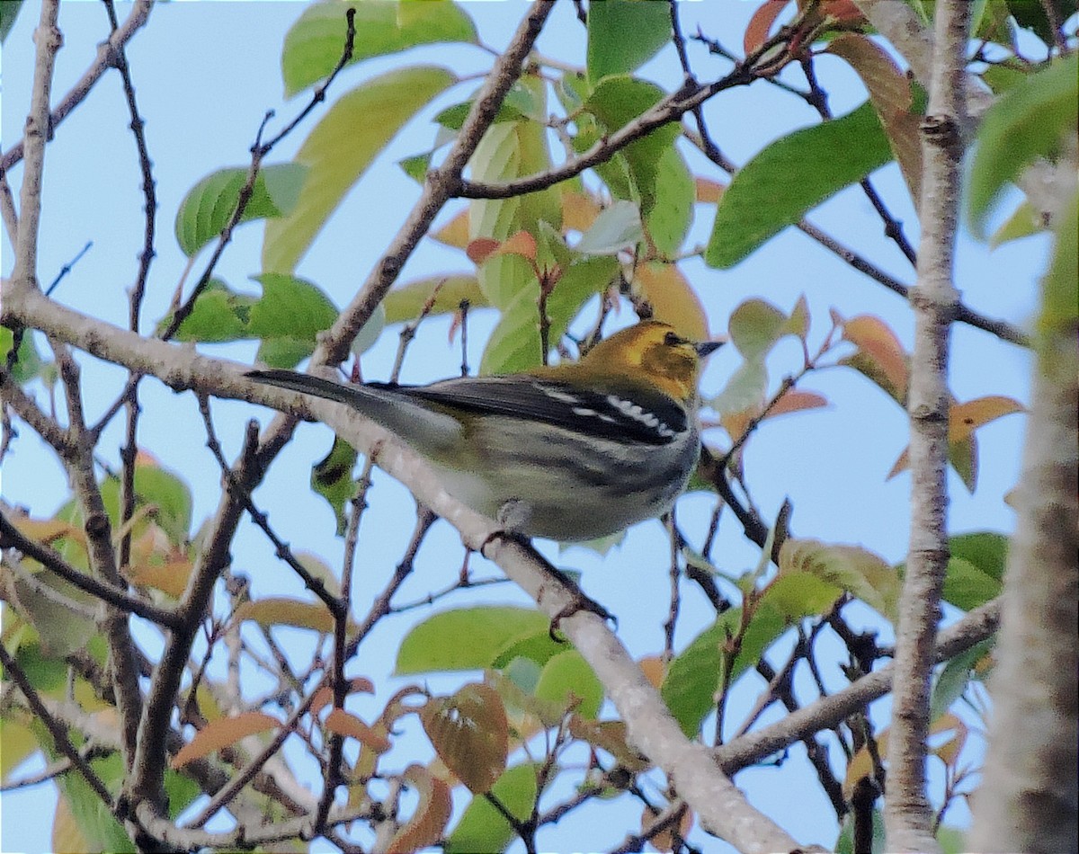 Black-throated Green Warbler - Marvin frabricio Rivera González