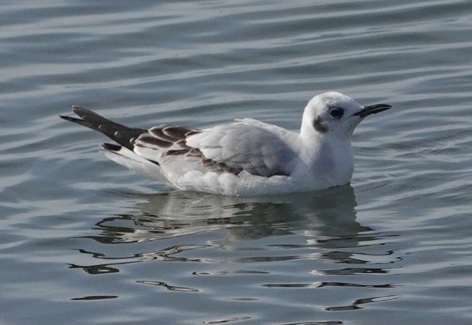 Bonaparte's Gull - Lalouette 🐣