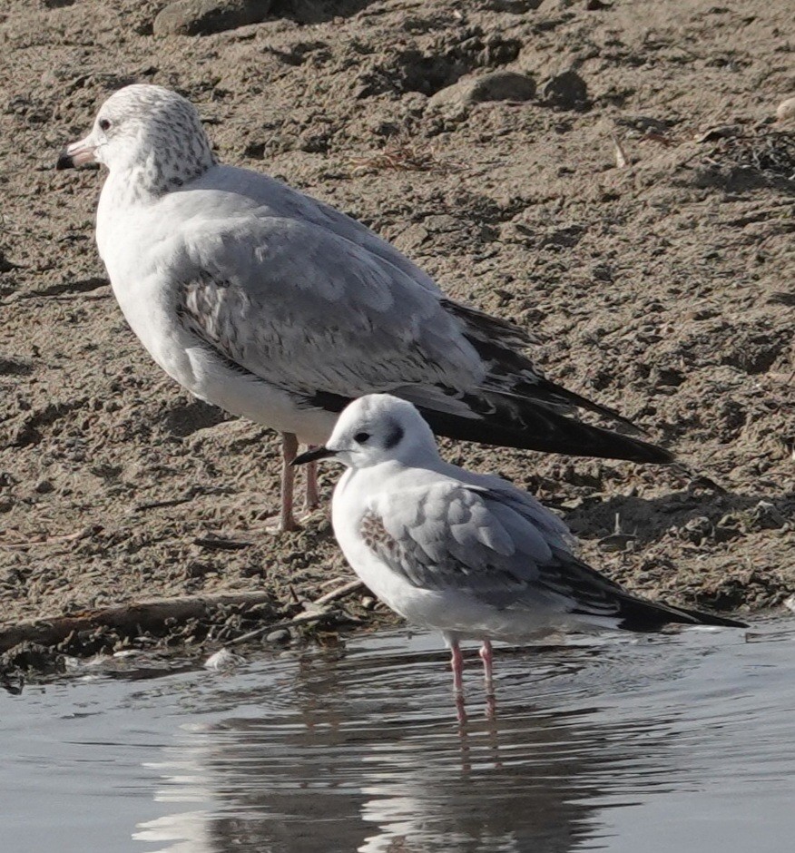 Mouette de Bonaparte - ML612405561