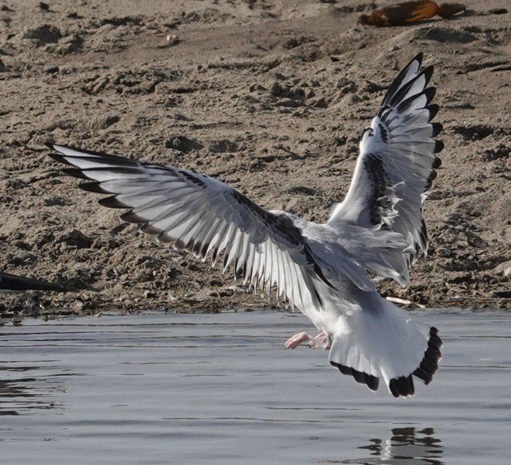 Bonaparte's Gull - ML612405562