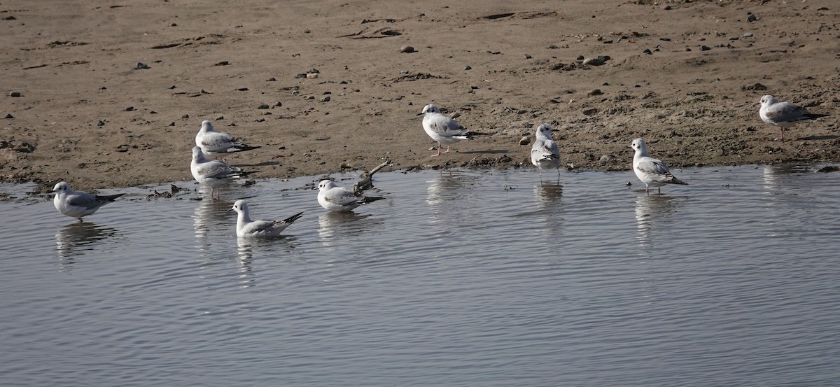 Mouette de Bonaparte - ML612405563