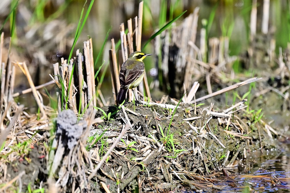 Eastern Yellow Wagtail (Green-headed) - ML612405573