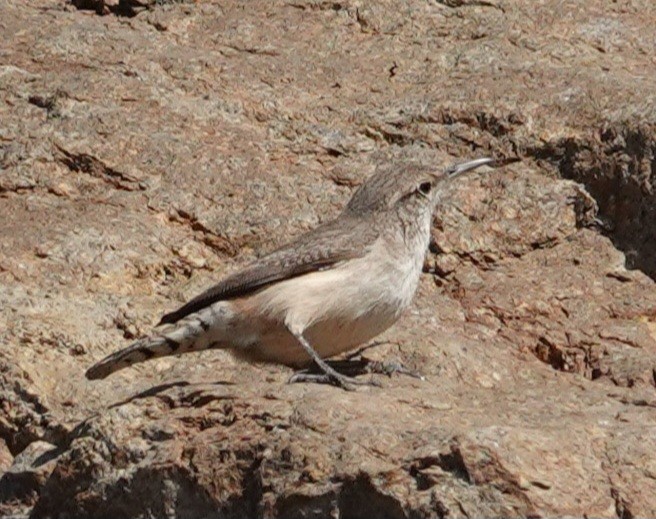 Rock Wren - Lalouette 🐣