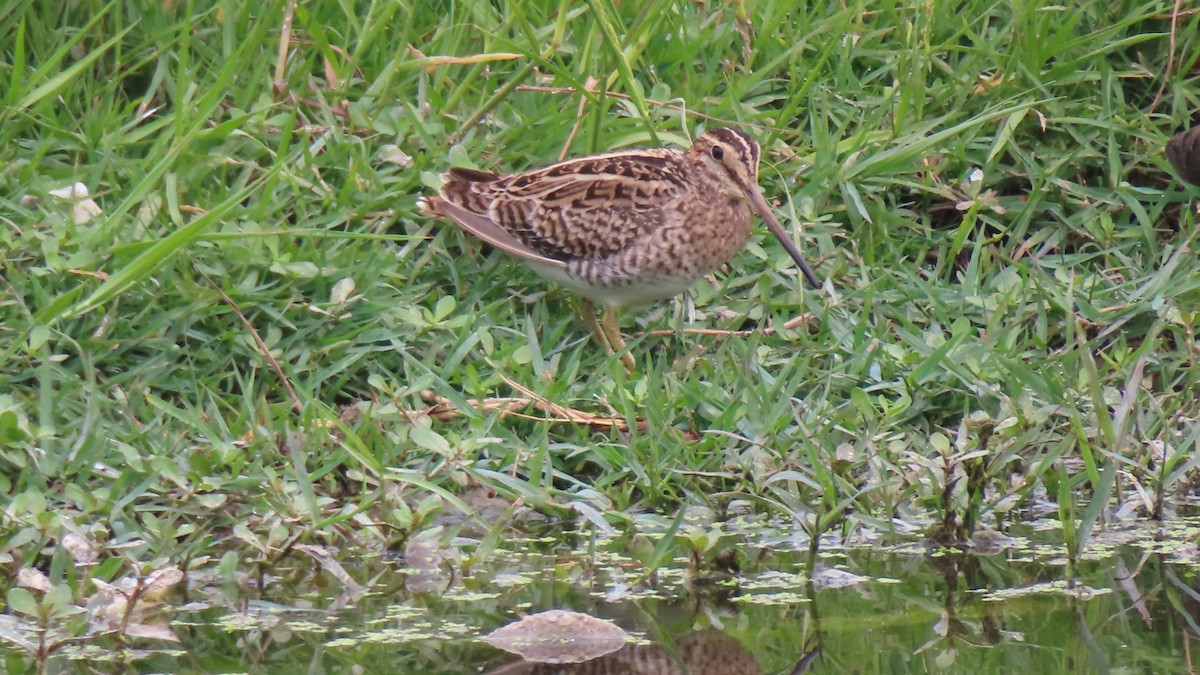 Pin-tailed Snipe - ML612405609