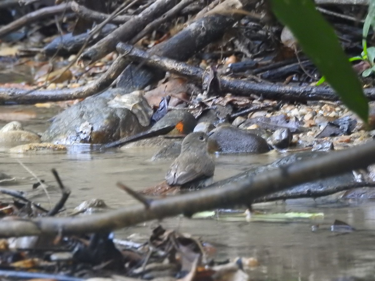 Slaty-blue Flycatcher - ML612405634