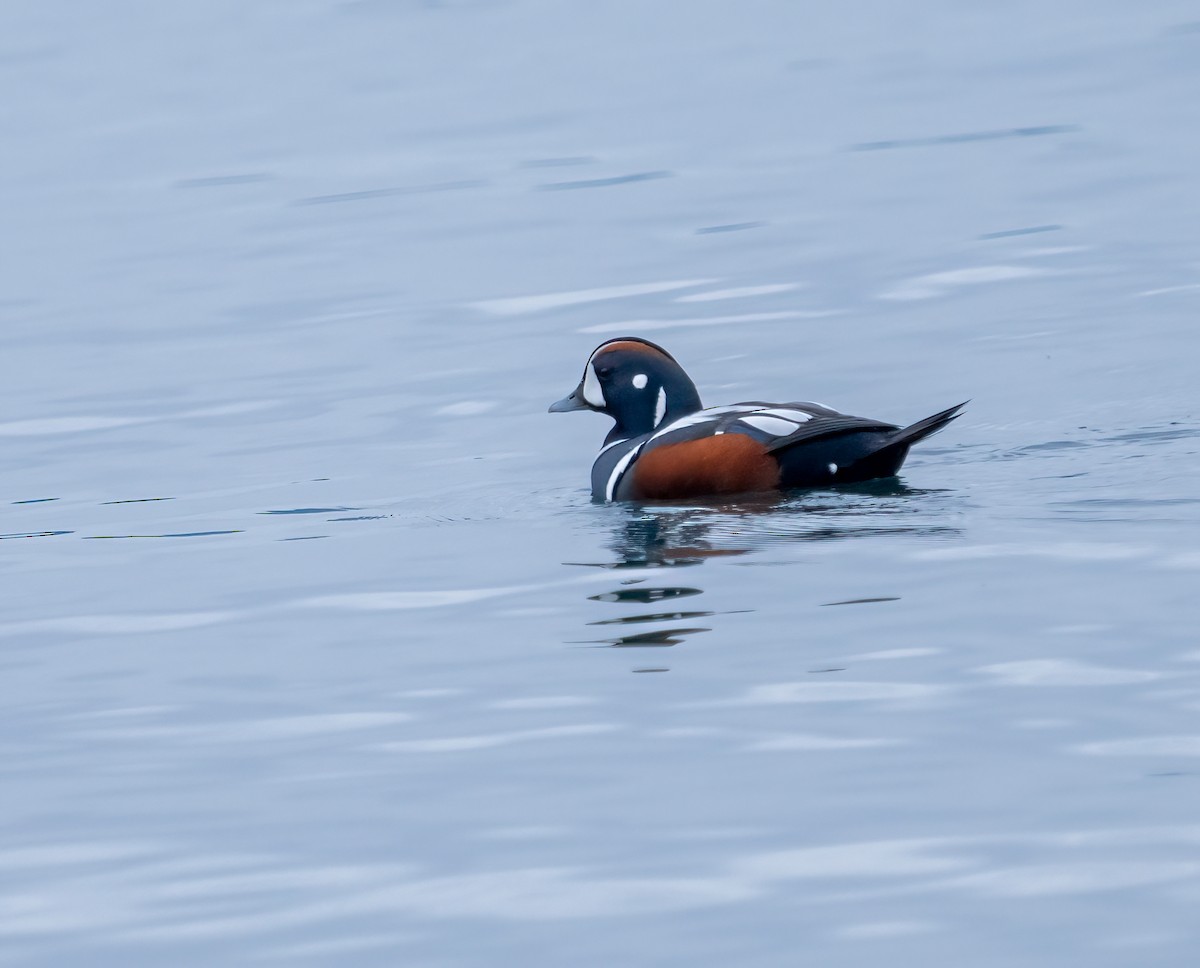 Harlequin Duck - ML612405639