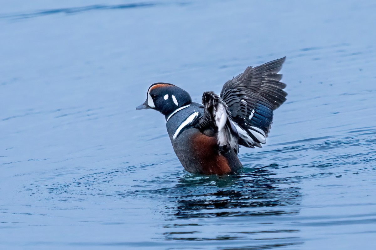 Harlequin Duck - ML612405640