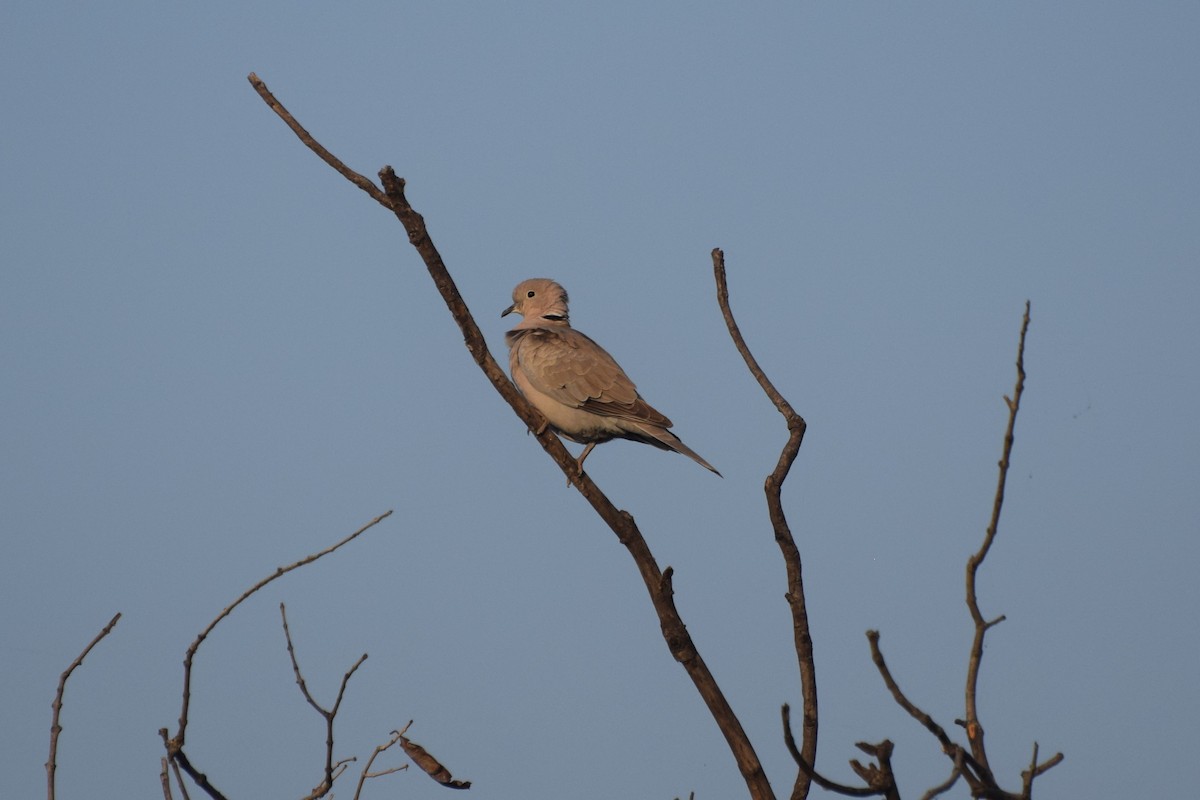 Eurasian Collared-Dove - ML612405643