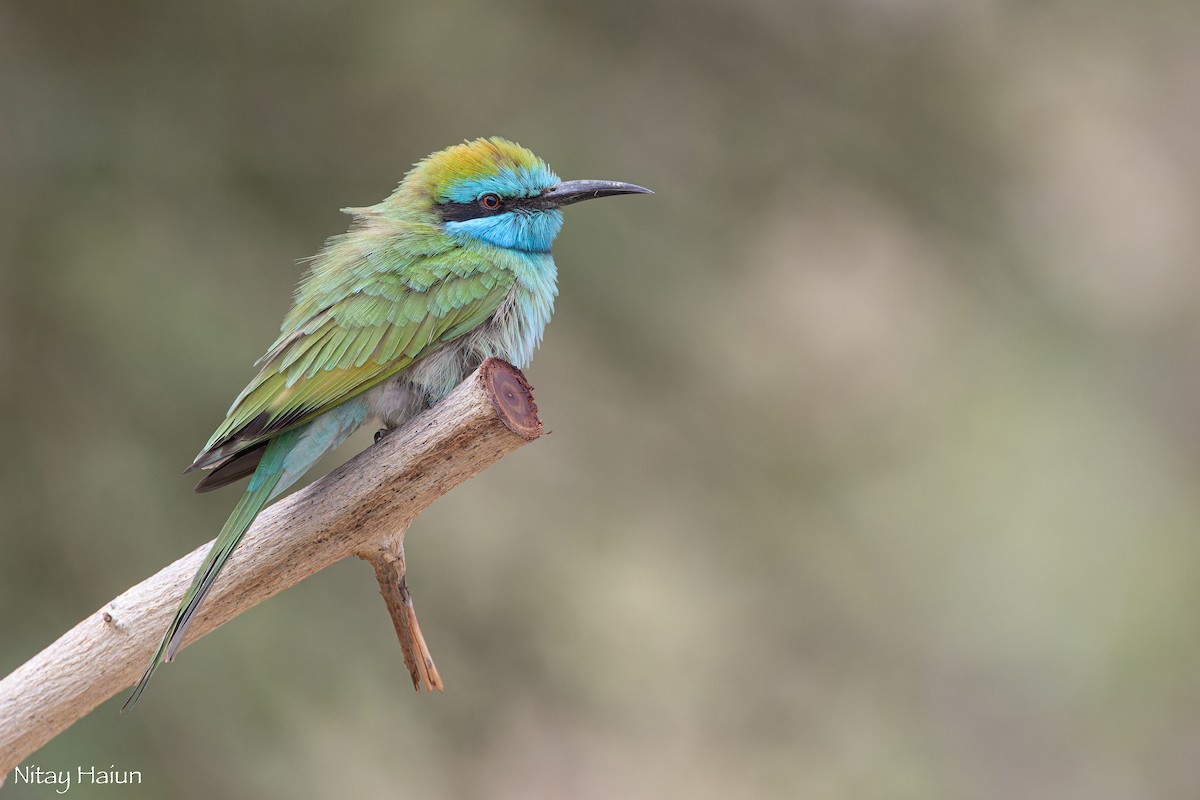 Arabian Green Bee-eater - ML612405664