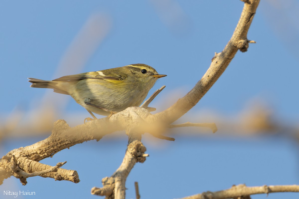 Yellow-browed Warbler - ML612405704