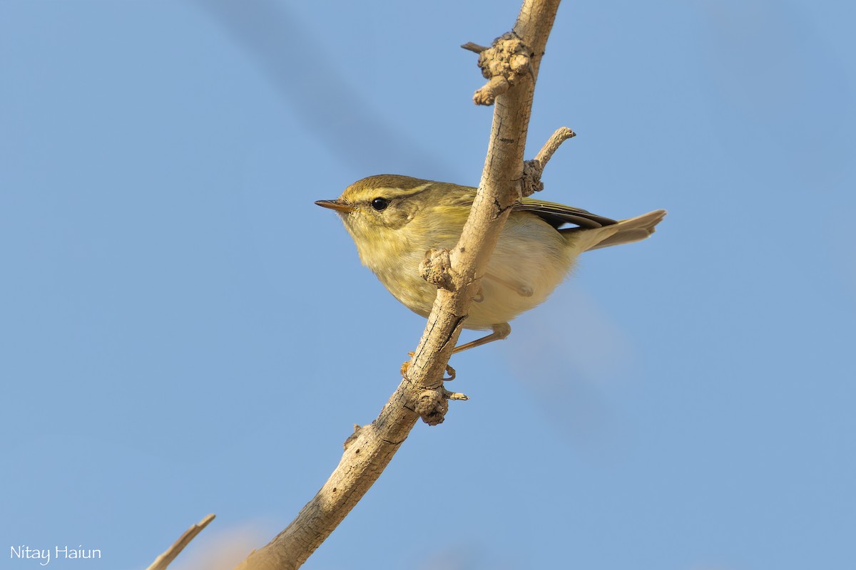 Yellow-browed Warbler - ML612405705